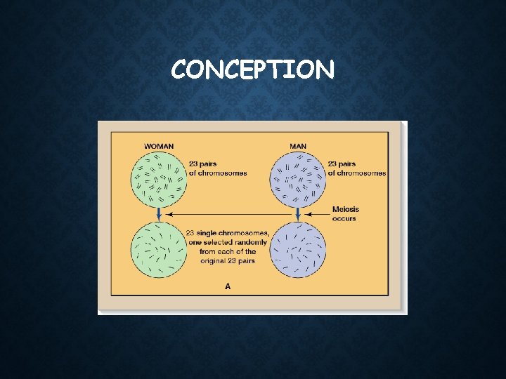 CONCEPTION 