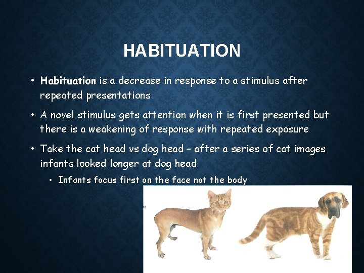 HABITUATION • Habituation is a decrease in response to a stimulus after repeated presentations