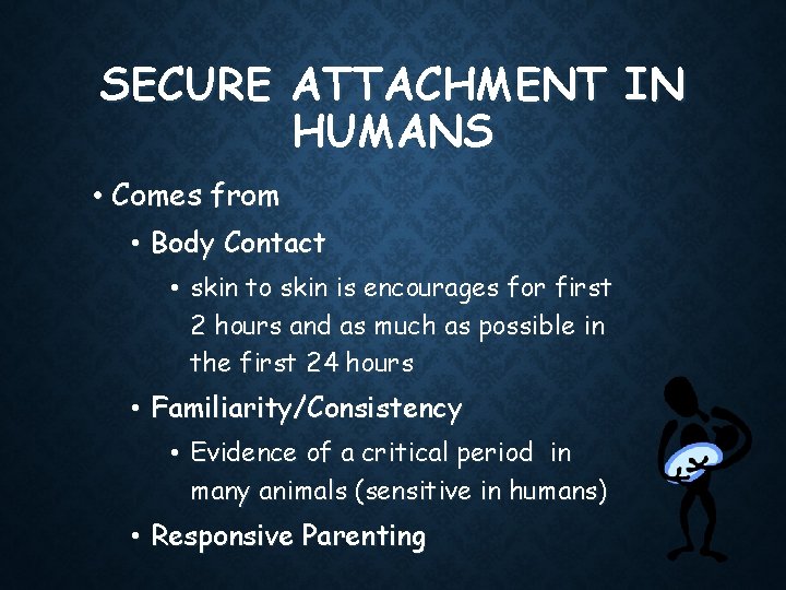 SECURE ATTACHMENT IN HUMANS • Comes from • Body Contact • skin to skin