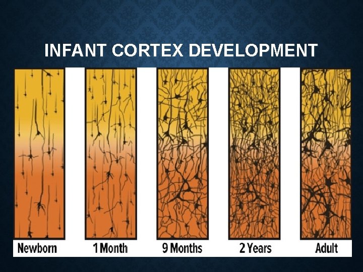 INFANT CORTEX DEVELOPMENT 