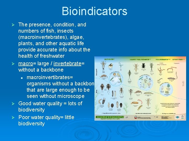 Bioindicators The presence, condition, and numbers of fish, insects (macroinvertebrates), algae, plants, and other