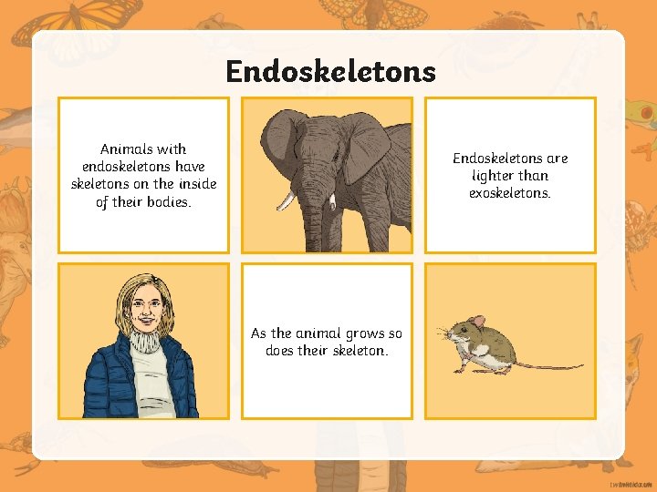 Aim I can sort animals based on their