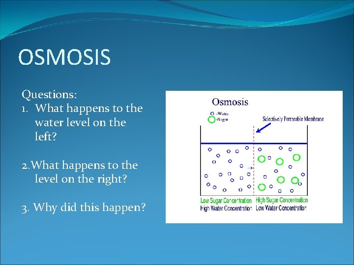 OSMOSIS Questions: 1. What happens to the water level on the left? 2. What