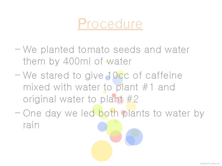 Procedure - We planted tomato seeds and water them by 400 ml of water