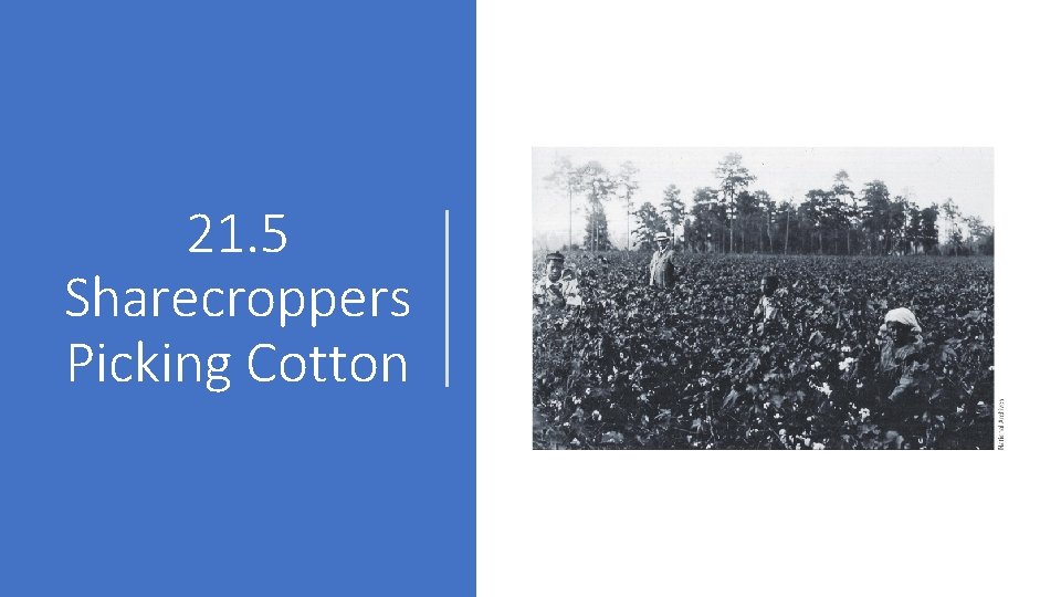 21. 5 Sharecroppers Picking Cotton 