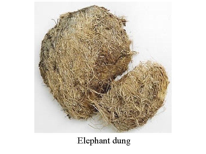 Elephant dung 