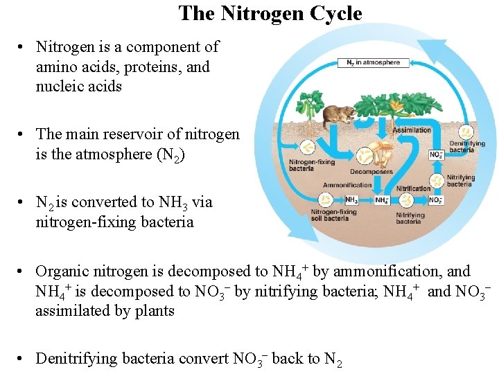 The Nitrogen Cycle • Nitrogen is a component of amino acids, proteins, and nucleic