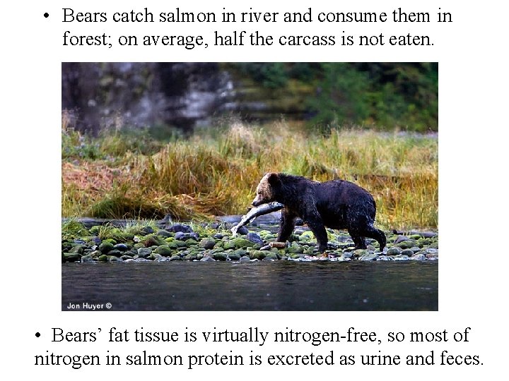  • Bears catch salmon in river and consume them in forest; on average,