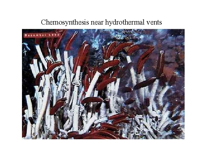 Chemosynthesis near hydrothermal vents 
