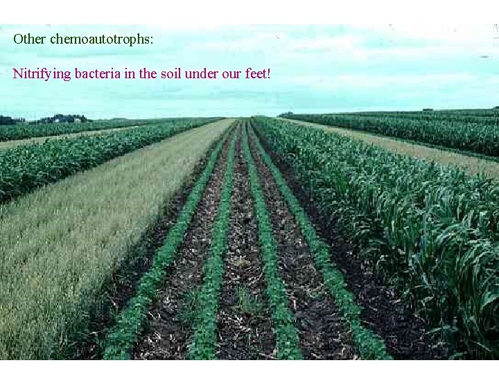 Other chemoautotrophs: Nitrifying bacteria in the soil under our feet! 