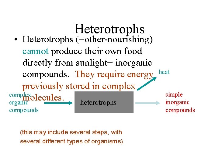 Heterotrophs • Heterotrophs (=other-nourishing) cannot produce their own food directly from sunlight+ inorganic compounds.