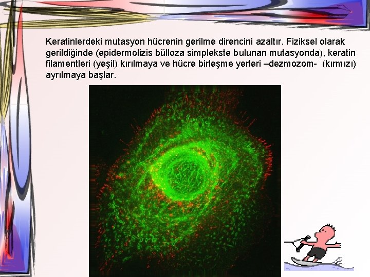 Keratinlerdeki mutasyon hücrenin gerilme direncini azaltır. Fiziksel olarak gerildiğinde (epidermolizis bülloza simplekste bulunan mutasyonda),