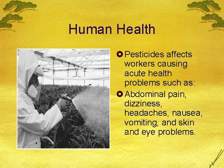 Human Health £ Pesticides affects workers causing acute health problems such as: £ Abdominal