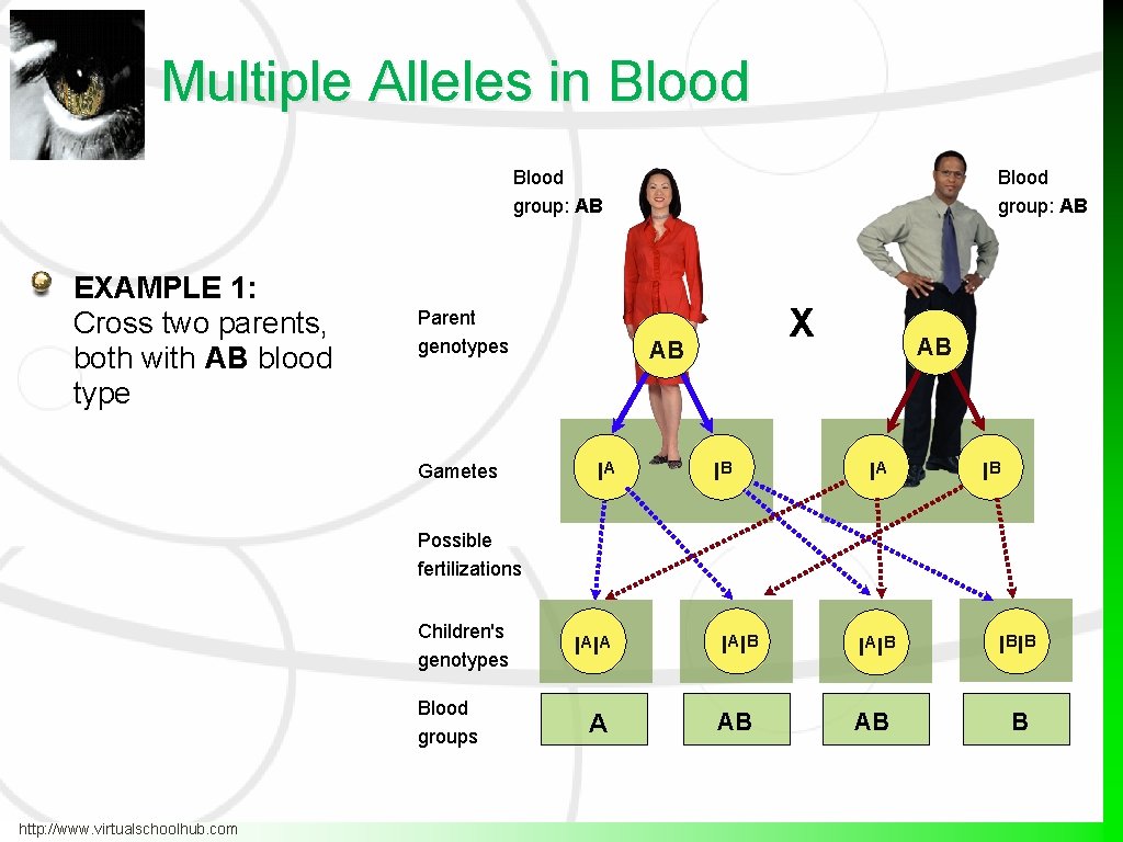 Multiple Alleles in Blood group: AB EXAMPLE 1: Cross two parents, both with AB