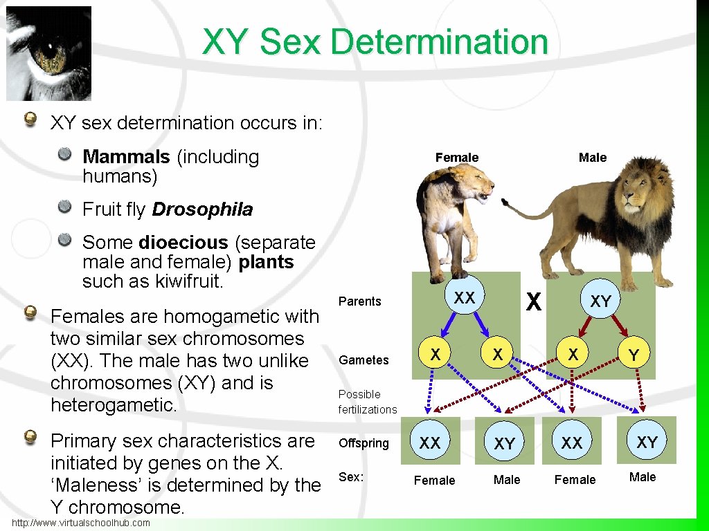 XY Sex Determination XY sex determination occurs in: Mammals (including humans) Female Male Fruit