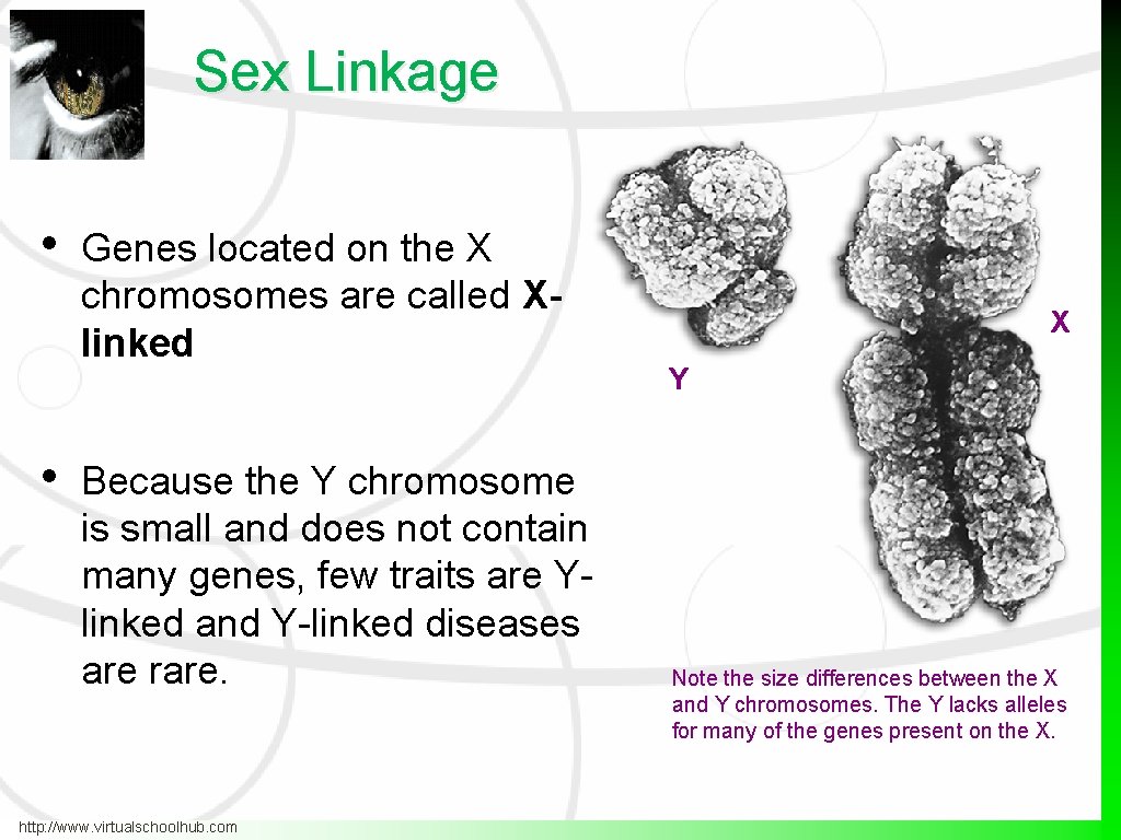 Sex Linkage • • Genes located on the X chromosomes are called Xlinked Because