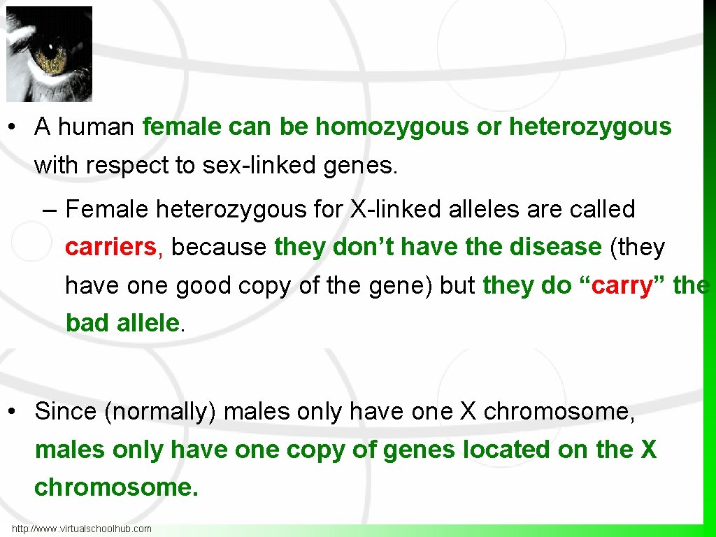  • A human female can be homozygous or heterozygous with respect to sex-linked