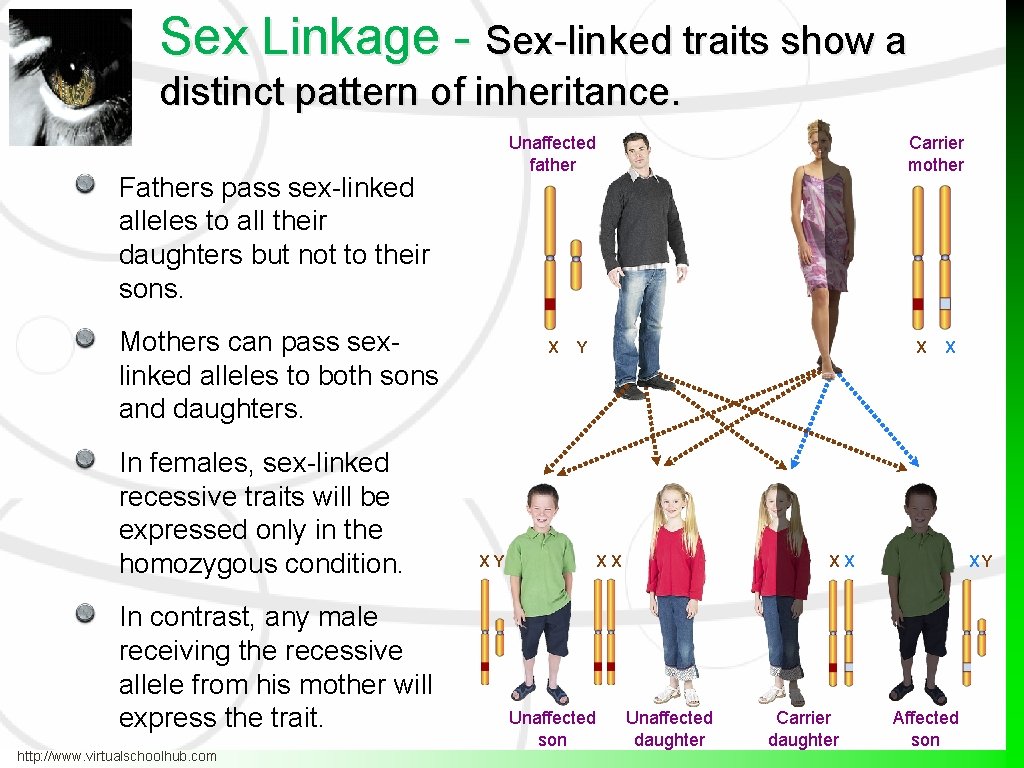 Sex Linkage - Sex-linked traits show a distinct pattern of inheritance. Unaffected father Fathers