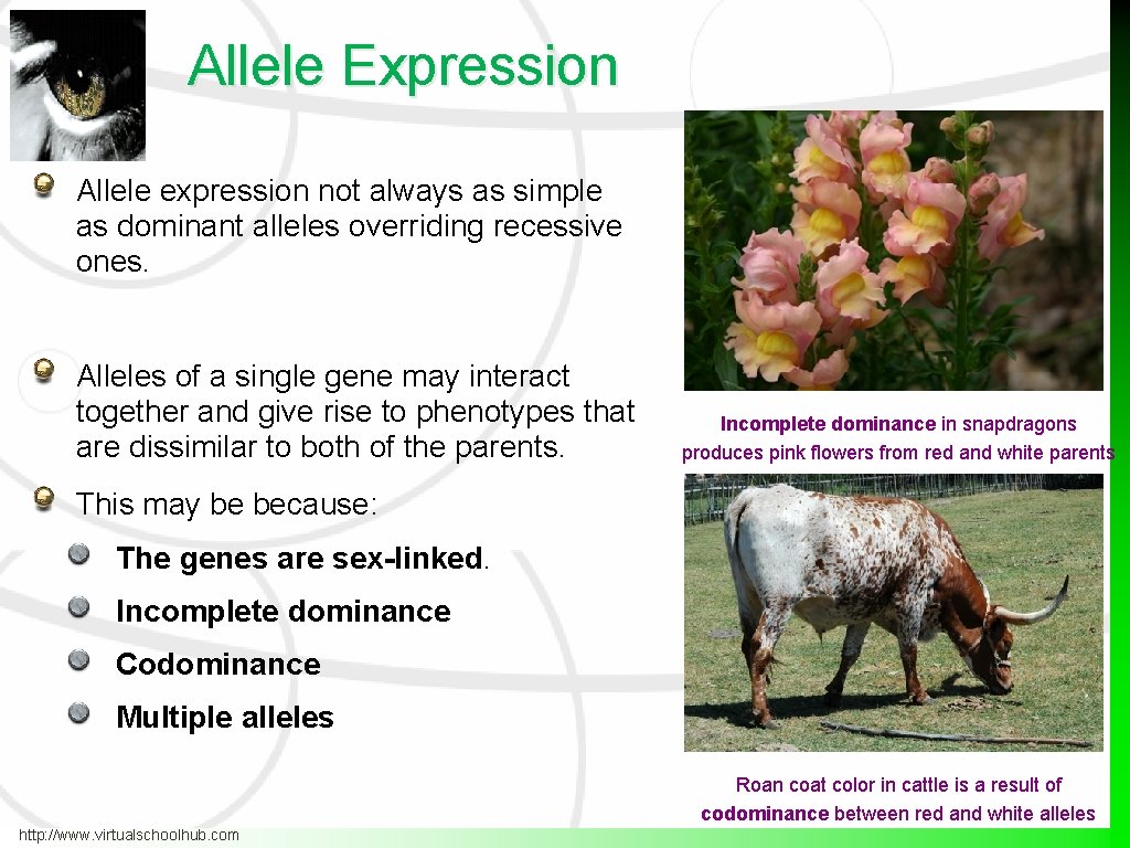 Allele Expression Allele expression not always as simple as dominant alleles overriding recessive ones.
