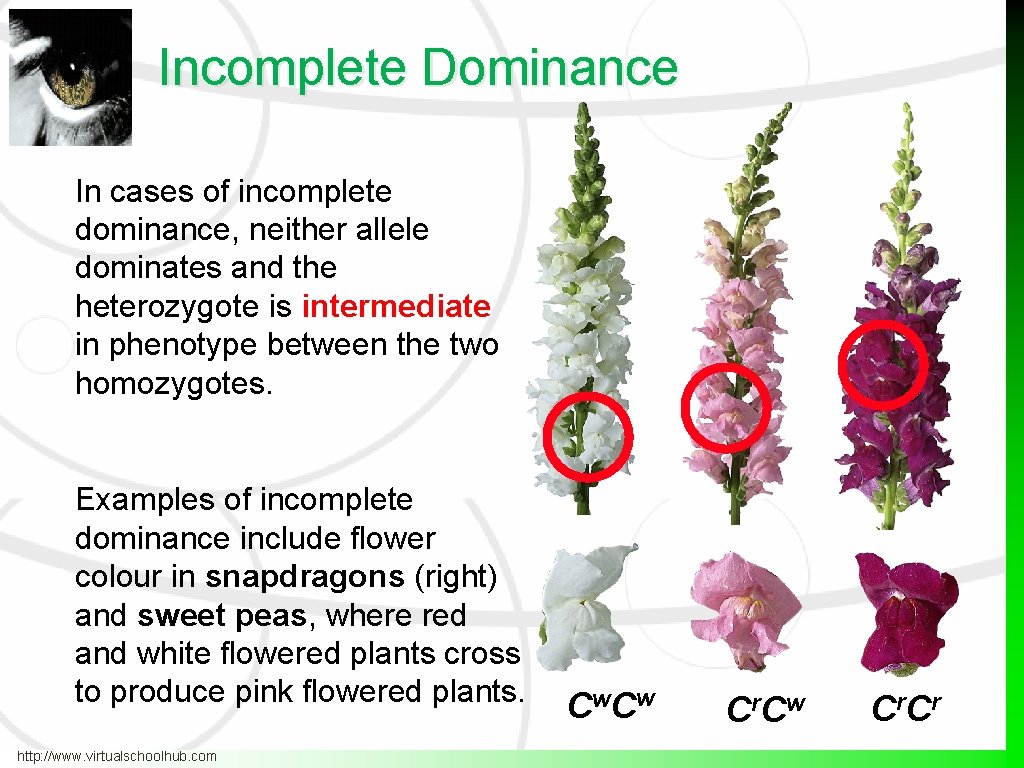 Incomplete Dominance In cases of incomplete dominance, neither allele dominates and the heterozygote is