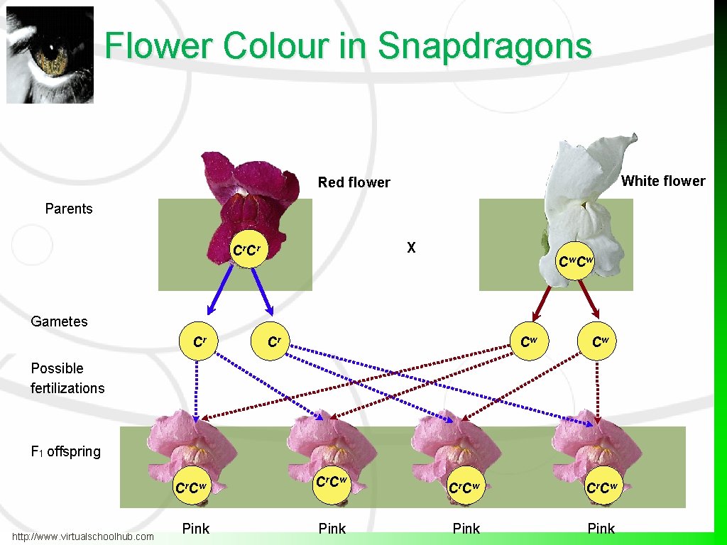 Flower Colour in Snapdragons White flower Red flower Parents X Cr. Cr Cw. Cw