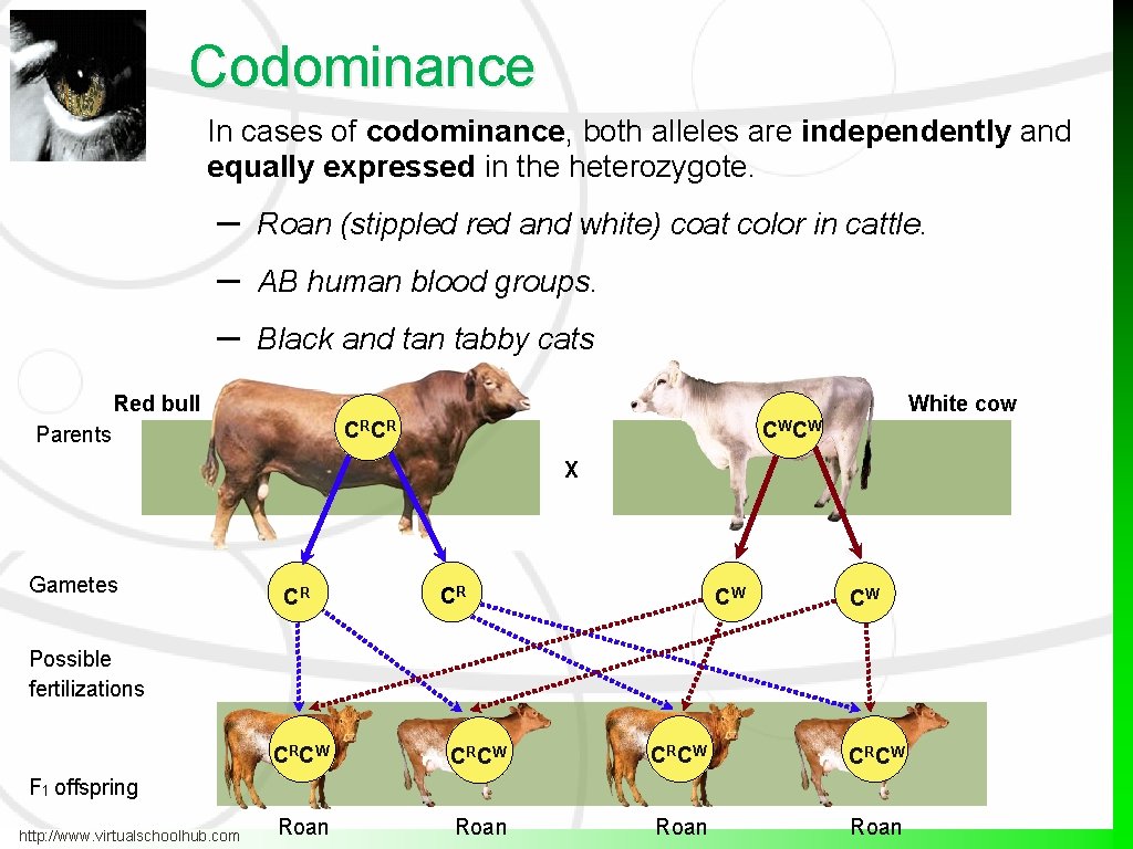 Codominance In cases of codominance, both alleles are independently and equally expressed in the