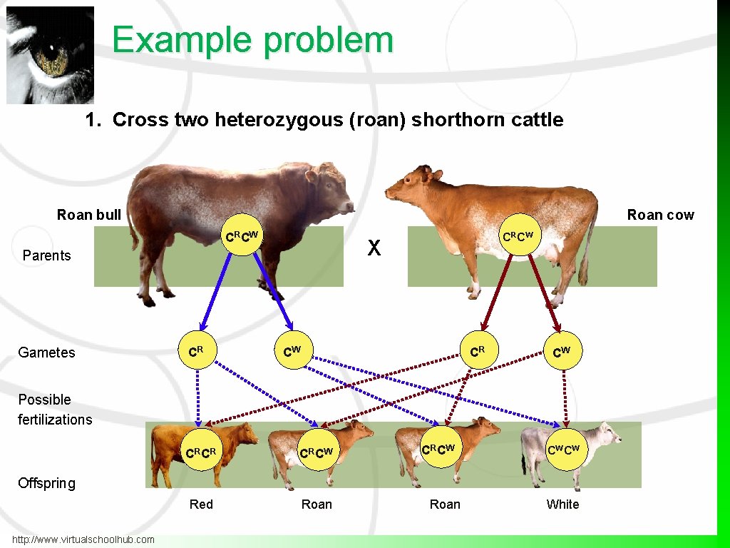 Example problem 1. Cross two heterozygous (roan) shorthorn cattle Roan bull Roan cow CR