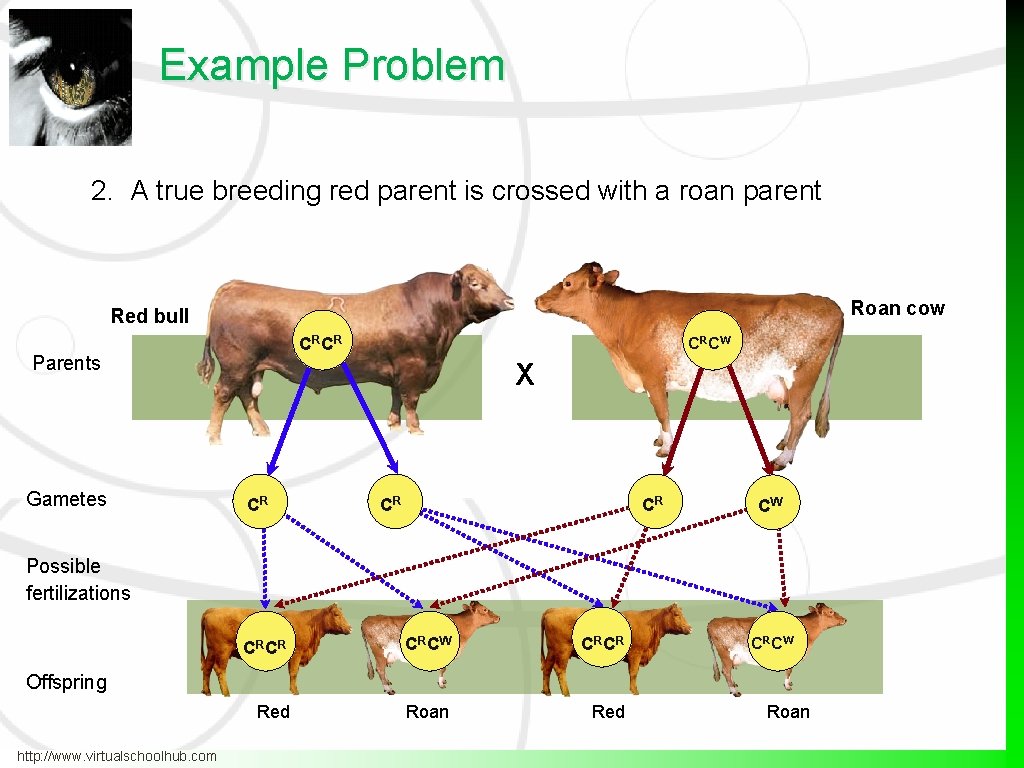 Example Problem 2. A true breeding red parent is crossed with a roan parent