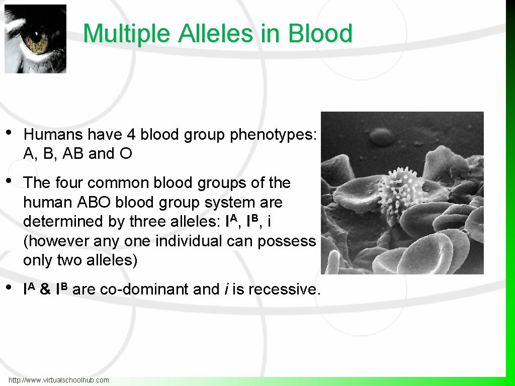 Multiple Alleles in Blood • Humans have 4 blood group phenotypes: A, B, AB Multiple Alleles in Blood • Humans have 4 blood group phenotypes: A, B, AB