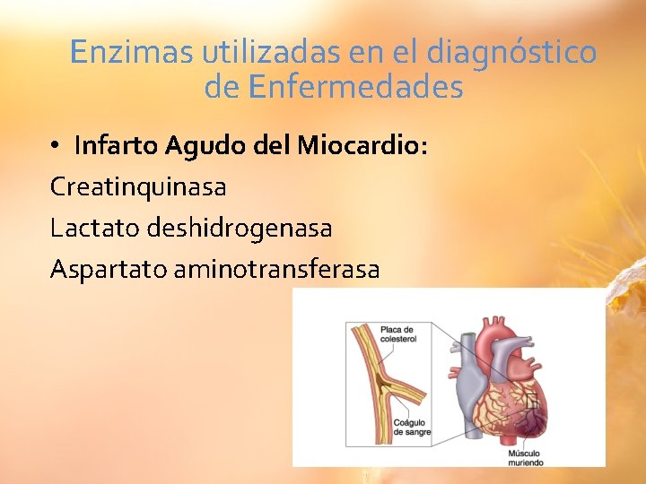 Enzimas utilizadas en el diagnóstico de Enfermedades • Infarto Agudo del Miocardio: Creatinquinasa Lactato