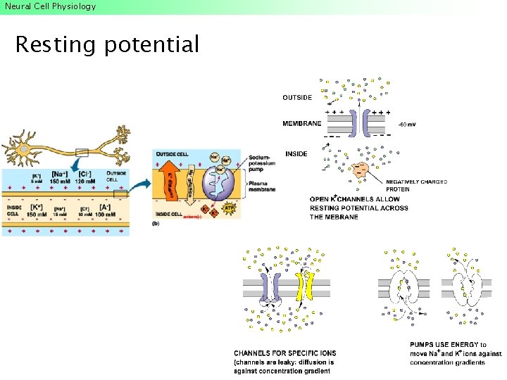Neural Cell Physiology Resting potential Neural Cell Physiology Resting potential