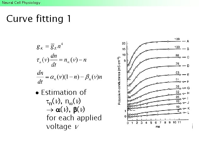 Neural Cell Physiology Curve fitting 1 Estimation of n(v), n (v), (v) for each Neural Cell Physiology Curve fitting 1 Estimation of n(v), n (v), (v) for each