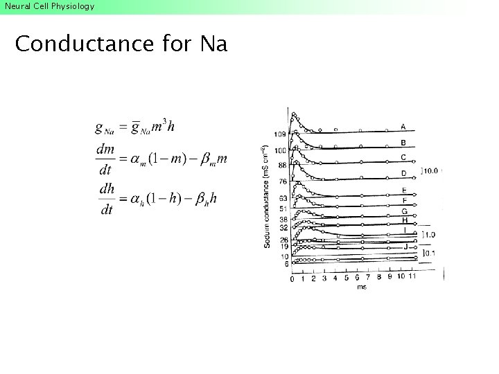 Neural Cell Physiology Conductance for Na Neural Cell Physiology Conductance for Na