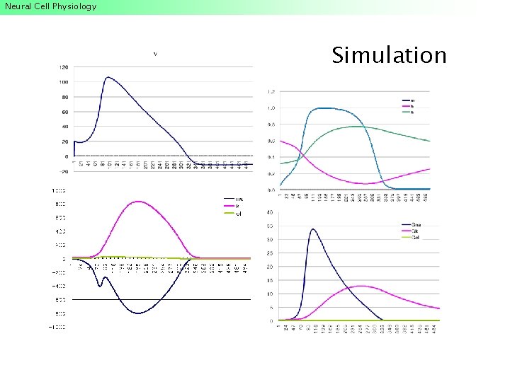 Neural Cell Physiology Simulation Neural Cell Physiology Simulation