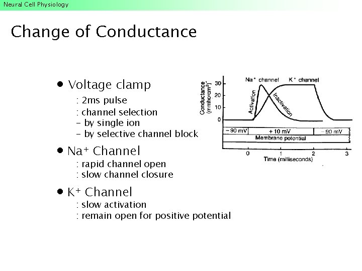 Neural Cell Physiology Change of Conductance Voltage clamp : 2 ms pulse : channel Neural Cell Physiology Change of Conductance Voltage clamp : 2 ms pulse : channel