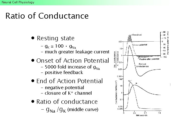 Neural Cell Physiology Ratio of Conductance Resting state - g. K 100 • g. Neural Cell Physiology Ratio of Conductance Resting state - g. K 100 • g.