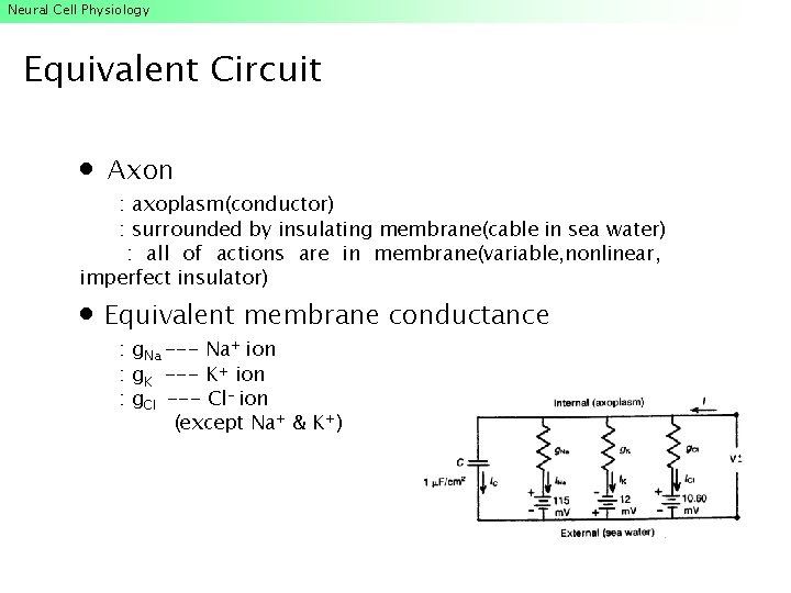 Neural Cell Physiology Equivalent Circuit Axon : axoplasm(conductor) : surrounded by insulating membrane(cable in Neural Cell Physiology Equivalent Circuit Axon : axoplasm(conductor) : surrounded by insulating membrane(cable in