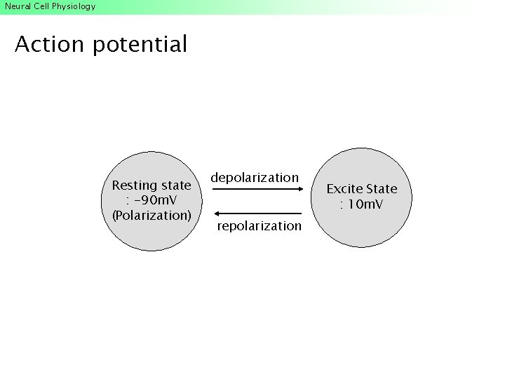 Neural Cell Physiology Action potential Resting state : -90 m. V (Polarization) depolarization repolarization Neural Cell Physiology Action potential Resting state : -90 m. V (Polarization) depolarization repolarization