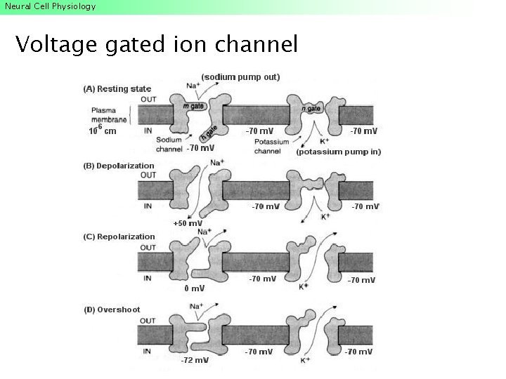 Neural Cell Physiology Voltage gated ion channel Neural Cell Physiology Voltage gated ion channel