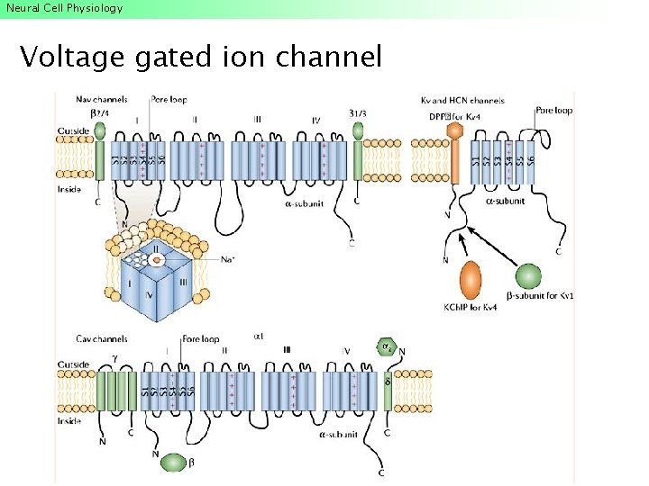 Neural Cell Physiology Voltage gated ion channel Neural Cell Physiology Voltage gated ion channel