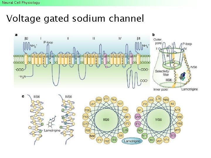 Neural Cell Physiology Voltage gated sodium channel Neural Cell Physiology Voltage gated sodium channel