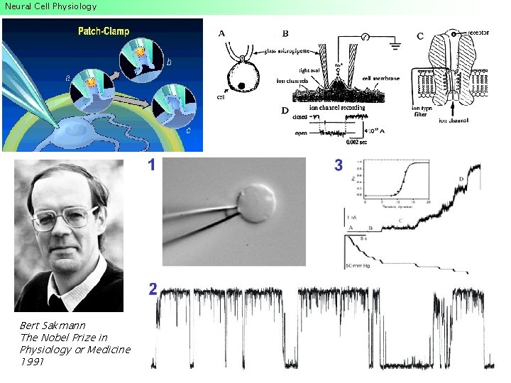 Neural Cell Physiology Bert Sakmann The Nobel Prize in Physiology or Medicine 1991 Neural Cell Physiology Bert Sakmann The Nobel Prize in Physiology or Medicine 1991