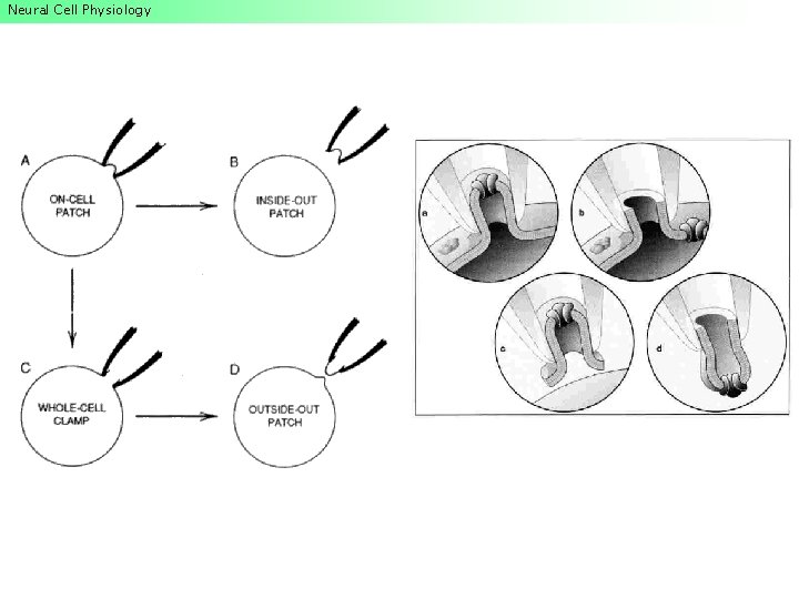 Neural Cell Physiology Neural Cell Physiology