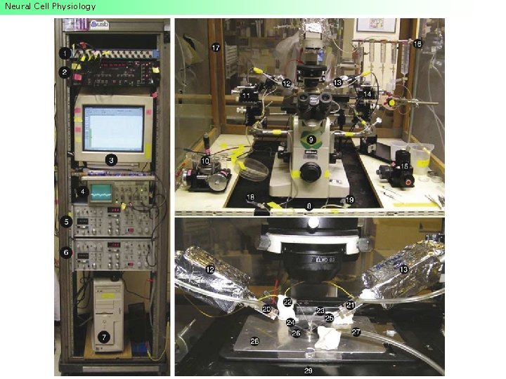 Neural Cell Physiology Neural Cell Physiology