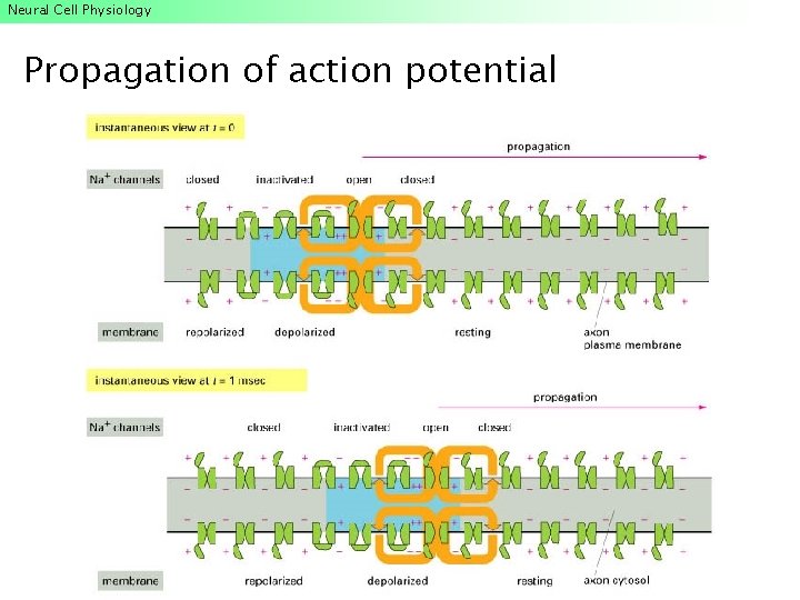 Neural Cell Physiology Propagation of action potential Neural Cell Physiology Propagation of action potential