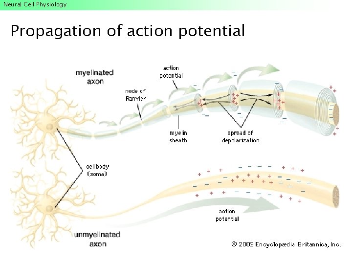 Neural Cell Physiology Propagation of action potential Neural Cell Physiology Propagation of action potential
