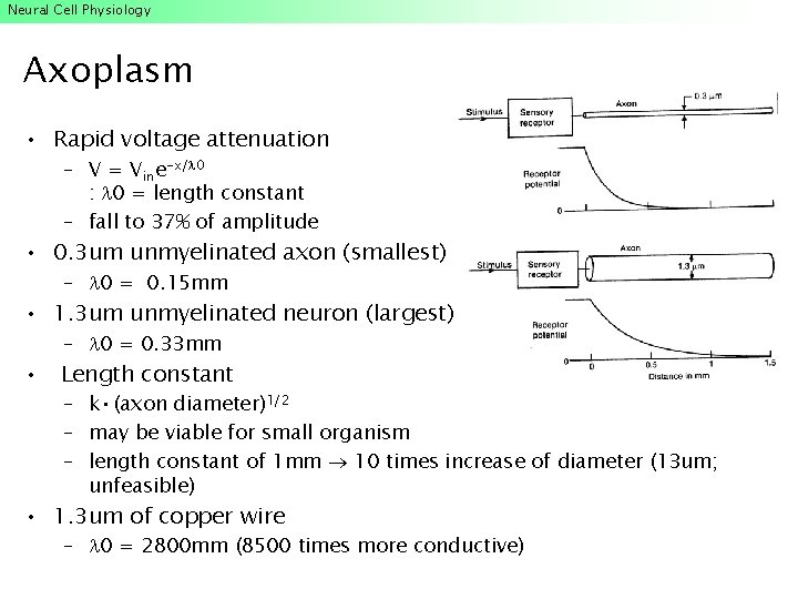 Neural Cell Physiology Axoplasm • Rapid voltage attenuation – V = Vine-x/ 0 : Neural Cell Physiology Axoplasm • Rapid voltage attenuation – V = Vine-x/ 0 :