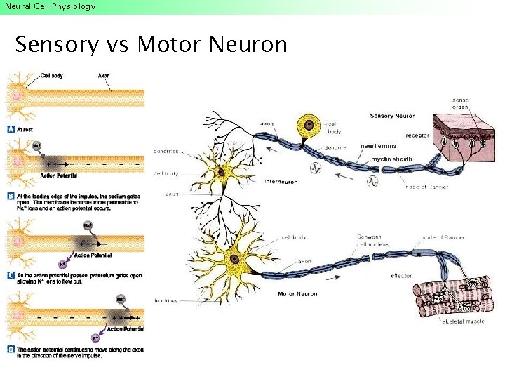 Neural Cell Physiology Sensory vs Motor Neuron Neural Cell Physiology Sensory vs Motor Neuron