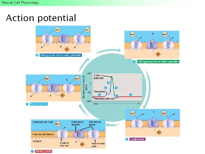 Neural Cell Physiology Action potential Neural Cell Physiology Action potential