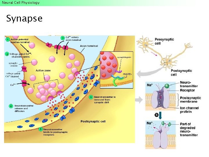 Neural Cell Physiology Synapse Neural Cell Physiology Synapse